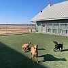 Good Dog Pet Ranch